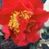 Turandot Camellia Japonica - 7 Gallon Pot 1 Turandot Camellia Japonica - 7 Gallon Pot -Plant Serie Store Camellia Turandot 6