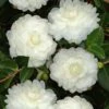 October Magic White Shishi Gashira Dwarf Camellia Sasanqua - 3 Gallon Pot -Plant Serie Store Camellia White ShiShi Gashira 1