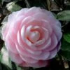 Winter's Rose Cold Hardy Dwarf Camellia - 1 Gallon Pot -Plant Serie Store Camellia Winters Rose 4
