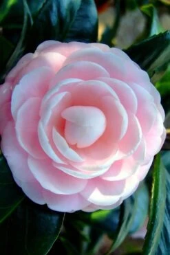 Winter's Rose Cold Hardy Dwarf Camellia - 1 Gallon Pot -Plant Serie Store Camellia Winters Rose 6