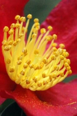 Yuletide Camellia Sasanqua - 2.5 Quart Pot -Plant Serie Store Camellia Yuletide 30