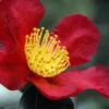 Yuletide Camellia Sasanqua - 2.5 Quart Pot -Plant Serie Store Camellia Yuletide 31