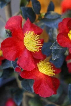Yuletide Camellia Sasanqua - 2.5 Quart Pot -Plant Serie Store Camellia Yuletide 32