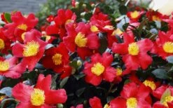 Yuletide Camellia Sasanqua - 2.5 Quart Pot -Plant Serie Store Camellia Yuletide 34