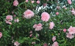 Cotton Candy Camellia Sasanqua - 1 Gallon Pot -Plant Serie Store CamelliaCottonCandy 2