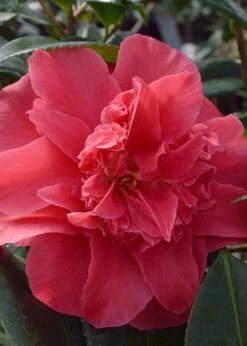 Laura Walker Camellia Japonica - 1 Gallon Pot -Plant Serie Store Camillia Laura Walker 1