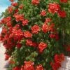 Balboa Sunset Trumpet Vine (Campsis Radicans) - 5 Gallon Pot 2 Balboa Sunset Trumpet Vine (Campsis Radicans) - 5 Gallon Pot -Plant Serie Store Campsis Balboa Sunset 1
