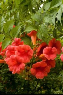 Balboa Sunset Trumpet Vine (Campsis Radicans) - 5 Gallon Pot -Plant Serie Store Campsis Balboa Sunset 2