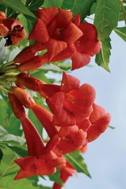 Balboa Sunset Trumpet Vine (Campsis Radicans) - 5 Gallon Pot -Plant Serie Store Campsis Balboa Sunset 3