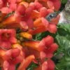 Madame Galen Trumpet Vine (Campsis) - 1 Gallon Pot 1 Madame Galen Trumpet Vine (Campsis) - 1 Gallon Pot -Plant Serie Store Campsis Madame Galen 16