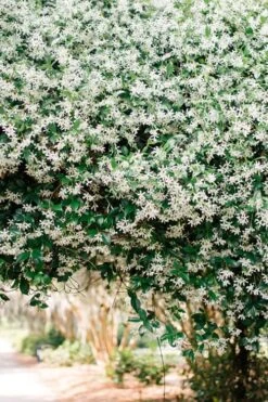 Madison Confederate Jasmine - 2 Gallon Pot -Plant Serie Store Campsis Madame Galen 18