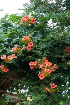 Madame Galen Trumpet Vine (Campsis) - 1 Gallon Pot -Plant Serie Store Campsis Madame Galen 500x750 1