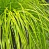 Evercolor Everillo Carex - 10 Pack Of Quart Pots -Plant Serie Store Carex Everillo 500x750 1