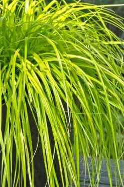 Evercolor 'Everillo' Carex - 5 Pack Of Quart Pots -Plant Serie Store Carex Everillo 500x750 2