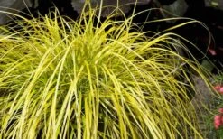 Evercolor Everillo Carex - 10 Pack Of Quart Pots -Plant Serie Store Carex Everillo Plant 1