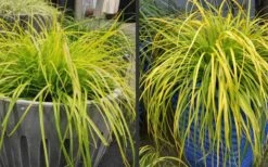 Evercolor 'Everillo' Carex - 5 Pack Of Quart Pots -Plant Serie Store Carex Everillo Plant Containers 1