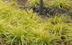 Evercolor Everillo Carex - 10 Pack Of Quart Pots -Plant Serie Store Carex Everillo Plant Patch