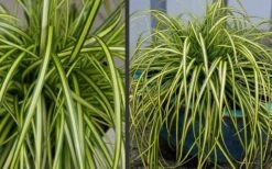 Evercolor Eversheen Carex - 5 Pack Of Quart Pots 11 Evercolor Eversheen Carex - 5 Pack Of Quart Pots -Plant Serie Store Carex Eversheen 2