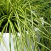 Evercolor Eversheen Carex - 5 Pack Of Quart Pots -Plant Serie Store Carex Eversheen 500x750 1