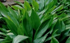 Cast Iron Plant - 6 Pack Of 1 Gallon Pots -Plant Serie Store Cast Iron Plant 1 2