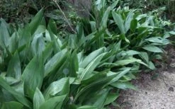 Cast Iron Plant - 1 Gallon Pot -Plant Serie Store Cast Iron Plant 3 1