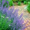 Walker's Low Catmint (Nepeta X Faassenii) - 6 Pack Of 1 Gallon Pots -Plant Serie Store Catmint Walkers Low 3