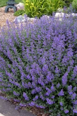 Walker's Low Catmint (Nepeta X Faassenii) - 6 Pack Of 1 Gallon Pots -Plant Serie Store Catmint Walkers Low 4