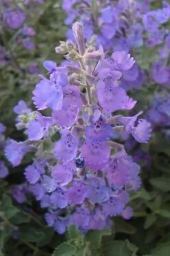 Walker's Low Catmint (Nepeta X Faassenii) - 6 Pack Of 1 Gallon Pots -Plant Serie Store Catmint Walkers Low 5