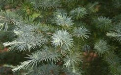 Patti Faye Deodar Cedar - 7 Gallon Pot 9 Patti Faye Deodar Cedar - 7 Gallon Pot -Plant Serie Store Ceadr Deodar Patti Faye 6