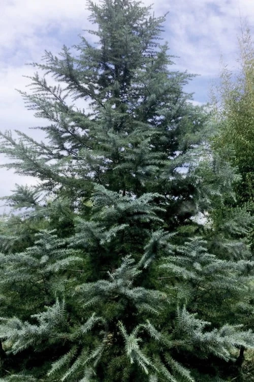 Patti Faye Deodar Cedar - 7 Gallon Pot 3 Patti Faye Deodar Cedar - 7 Gallon Pot