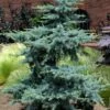 Horstmann Dwarf Blue Atlas Cedar - 1 Gallon Pot