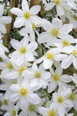 Avalanche Evergreen Clematis - 2 Gallon Pot -Plant Serie Store Clematis Avalanche 10