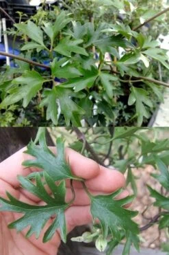 Avalanche Evergreen Clematis - 2 Gallon Pot -Plant Serie Store Clematis Avalanche 15