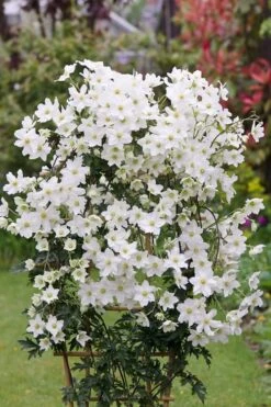 Avalanche Evergreen Clematis - 2 Gallon Pot -Plant Serie Store Clematis Avalanche 5