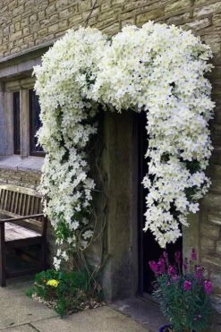 Avalanche Evergreen Clematis - 2 Gallon Pot -Plant Serie Store Clematis Avalanche 7