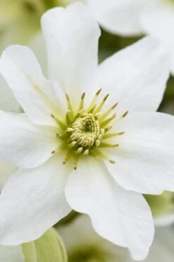 Avalanche Evergreen Clematis - 2 Gallon Pot -Plant Serie Store Clematis Avalanche 8