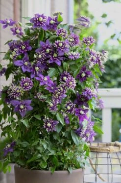 Taiga Clematis - 2 Gallon Pot -Plant Serie Store Clematis Taiga 10