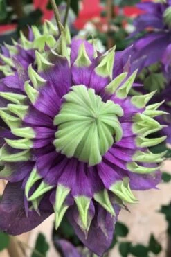 Taiga Clematis - 2 Gallon Pot -Plant Serie Store Clematis Taiga 2