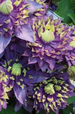 Taiga Clematis - 2 Gallon Pot -Plant Serie Store Clematis Taiga 3