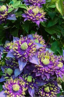 Taiga Clematis - 2 Gallon Pot -Plant Serie Store Clematis Taiga 4