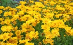 Jethro Tull Coreopsis - 1 Gallon Pot -Plant Serie Store Coreopsis Jethro Tull 11