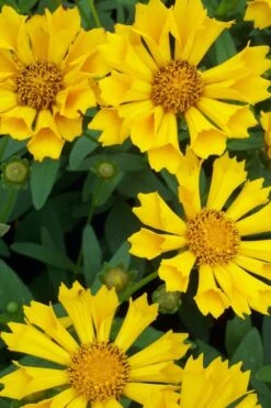 Jethro Tull Coreopsis - 1 Gallon Pot -Plant Serie Store Coreopsis Uptick Yellow Red20jpg