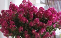 Berry Dazzle Dwarf Crape Myrtle (Single-Trunk Topiary) - 7 Gallon Pot -Plant Serie Store Crape Myrtle Berry Dazzle 3