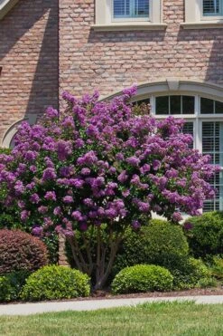Catawba Purple Crape Myrtle - 6 Pack Of 1 Gallon Pots -Plant Serie Store Crape Myrtle Catawba 5