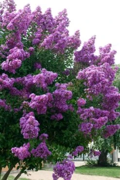 Catawba Purple Crape Myrtle - 6 Pack Of 1 Gallon Pots -Plant Serie Store Crape Myrtle Catawba 500x750 1