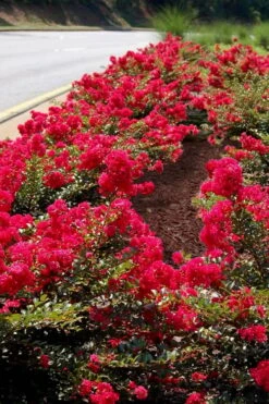 Cherry Dazzle Dwarf Crape Myrtle - 2 Gallon Pot -Plant Serie Store Crape Myrtle Cherry Dazzle 31