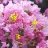 Dazzle Me Pink Dwarf Crape Myrtle - 2 Gallon Pot -Plant Serie Store Crape Myrtle Dazzle Me Pink 15