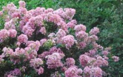 Dazzle Me Pink Dwarf Crape Myrtle - 2 Gallon Pot -Plant Serie Store Crape Myrtle Dazzle Me Pink 17