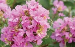 Dazzle Me Pink Dwarf Crape Myrtle - 2 Gallon Pot -Plant Serie Store Crape Myrtle Dazzle Me Pink Closeup