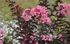 Delta Jazz Crape Myrtle - 3 Gallon Pot 12 Delta Jazz Crape Myrtle - 3 Gallon Pot -Plant Serie Store Crape Myrtle Delta Jazz